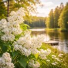valkoinen syreeni ranta