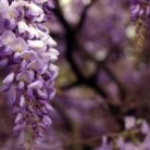 wisteria violetti tuoksuöljy